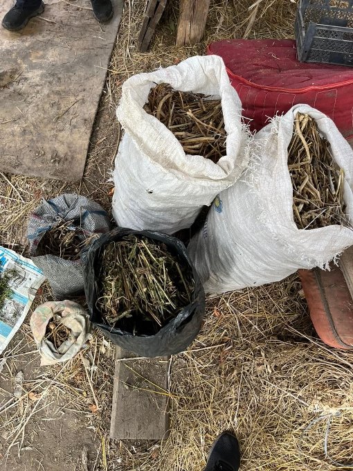 На городі у жителя Балаклійщини поліція виявила понад 2 тисячі наркорослин